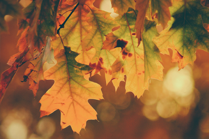 Praise and Thanksgiving