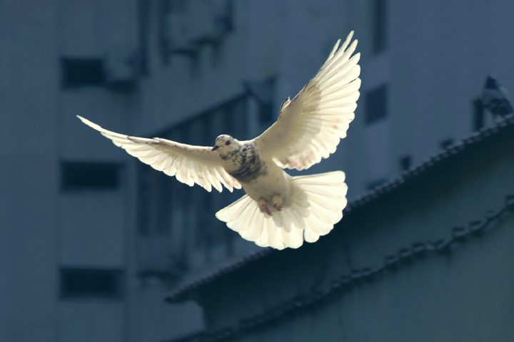 Promise 6: Becoming a Peacemaker
