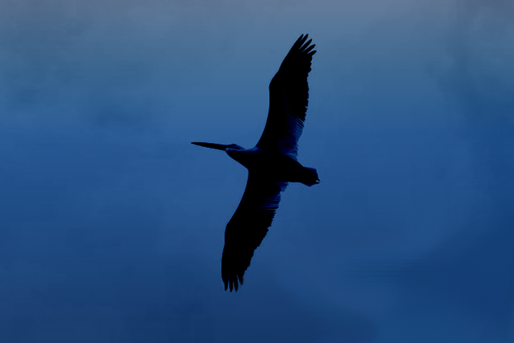Devotional: Completely Free